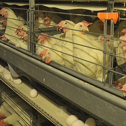 Layer Farms